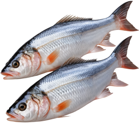 Fish