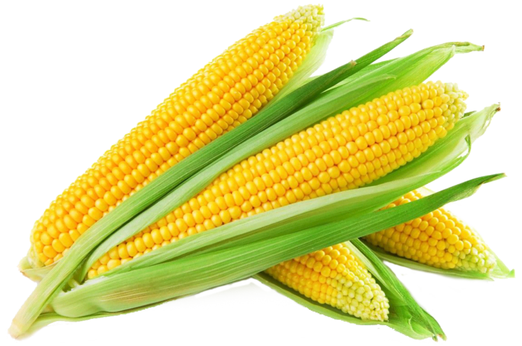 Maize